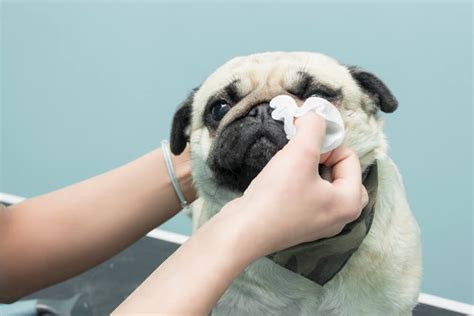 The Best Dog Eye Wipes: Our Top Picks Reviewed - Veterinarians.org