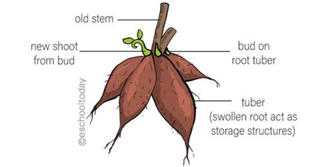 What is Vegetative Propagation in Asexual Reproduction? – Eschooltoday