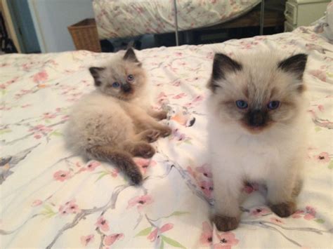 48+ Birman Cat Kitten For Sale - Furry Kittens