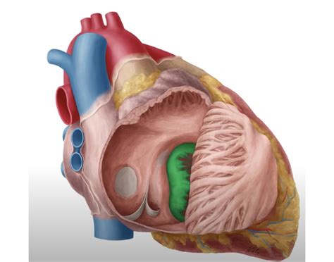 atrium anatomy printable worksheet