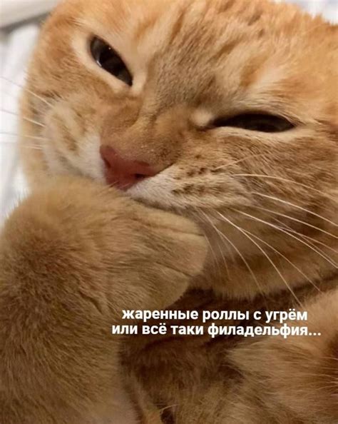 Мем коты