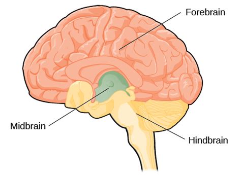 Parts of the Brain | Introduction to Psychology