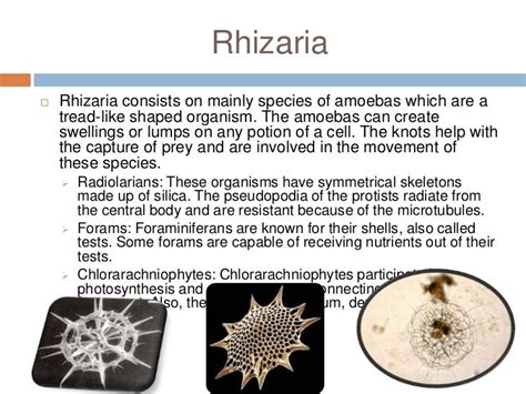 Major groups protists