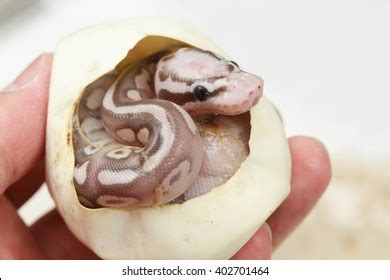 2,971 Snake Egg Images, Stock Photos & Vectors | Shutterstock