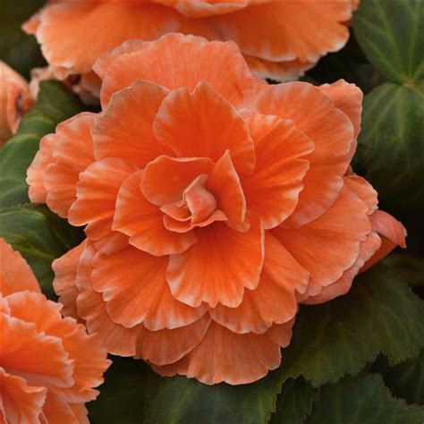 Begonia Seeds - 30 Begonias - Annual Flower Seeds