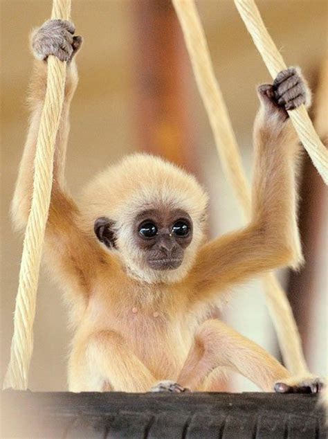 22 Best Finger monkey images | Finger monkey, Animals beautiful, Pygmy ...