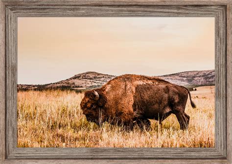 Native American Bison Art