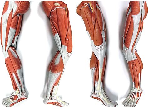 Leg muscles 2 Diagram | Quizlet