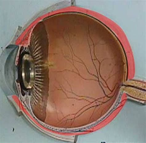 exam  anatomy flashcards quizlet