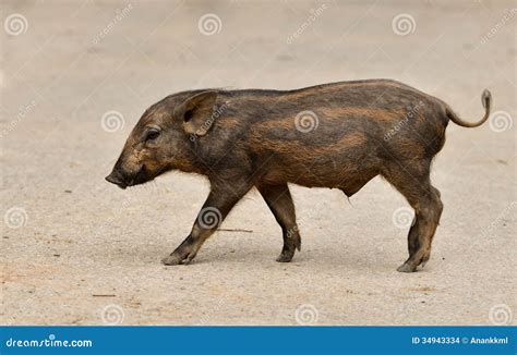 Baby Wild Boar Stock Photo | CartoonDealer.com #34943334