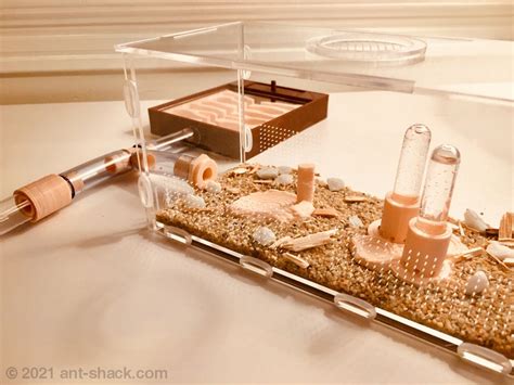 ANT SHACK - Formicarium and Ant Farm Kit Shop | Natural Ant Habitat Kit ...