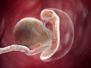 Feto De 3 Semanas Real - Desenvolvimento fetal - 3 semanas de gravidez | BabyCenter