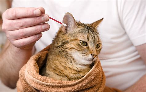 Otita la animale: simptome, tratament și prevenire