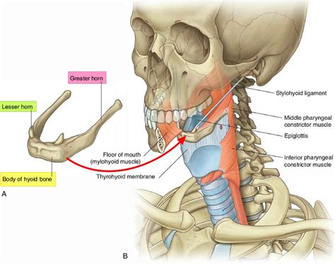 hyoid bone anatomy location dislocation fracture hyoid bone syndrome