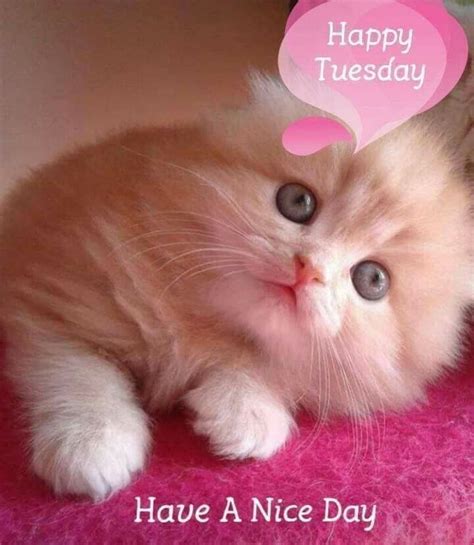 Is This the BEST Happy Tuesday Meme for Your Workday? (You Decide!) - 6gj89sj