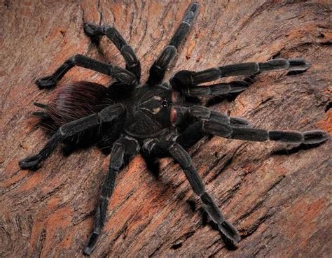 Black house spider facts venom habitat information – Artofit