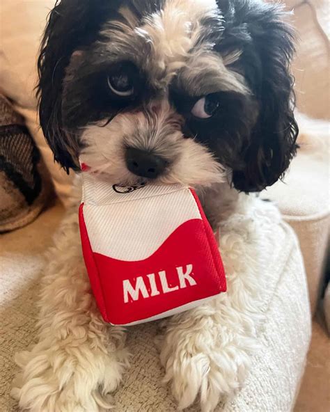 The Top 45 Shih Tzu Mixes That Make Terrific Pets