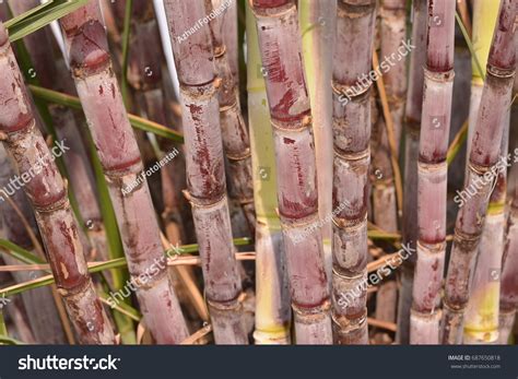 pokok tebu images stock  vectors shutterstock
