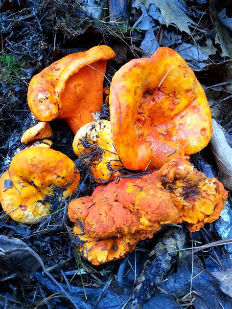 Photos du concours 2015 – Mycologues amateurs de l'Outaouais