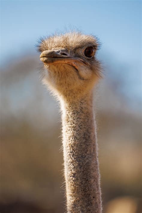 ostrich portrait  stock photo public domain pictures