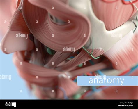 anatomy body model extreme close  selective focus human anatomy