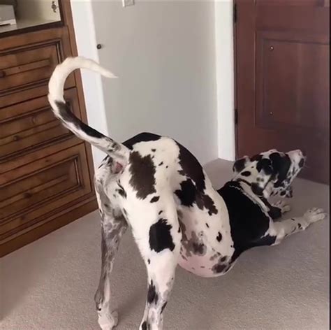 Roland the 'Farting Dog' and his constant gas are a TikTok sensation