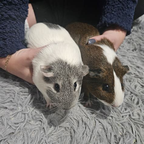 Two lovely 1.5 year old female guinea pigs - Guinea Pig Finder