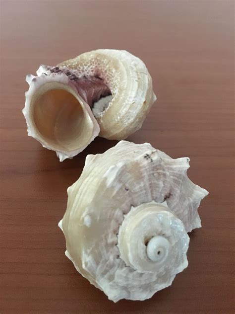 Sea Shells on Wooden Table