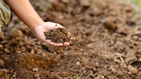 prepare  garden bed soil  planting roses