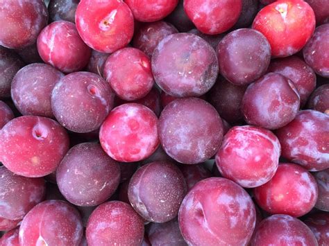 Plump | Plum Saison 6% – Malt Water Brewing
