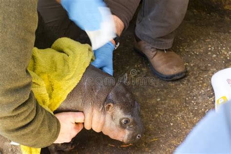 Pygmy Hippopotamus Baby in a Zoo House Stock Photo - Image of calf ...