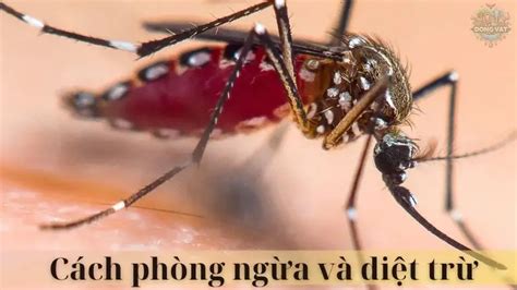 ven man bi  ve muoi  loai  trung xung quanh ngoi nha ban