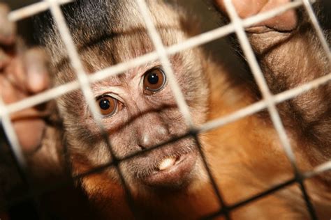 caged monkey royalty    stock images shutterstock