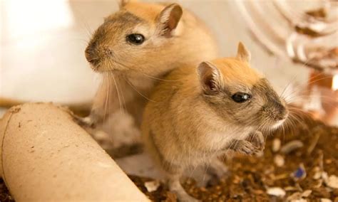 Healthy Treats for Gerbils: Keep Your Pet Happy! - 2025