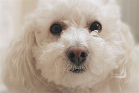 How to Remove Brown Stains Around Dog's Mouth | Cuteness | Dog urine