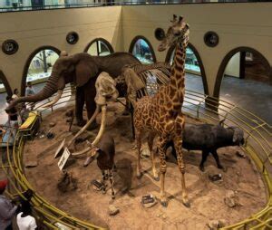 The Location of Nairobi National Museum and Interesting Things to Do ...