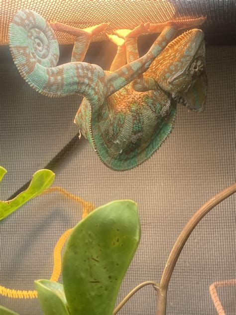 Why must he defy physics? : r/Chameleons
