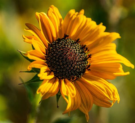 Pure+Naturist+Family Photos, Download The BEST Free Pure+Naturist