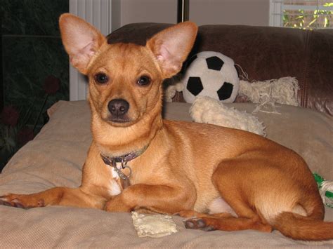 Rat Terrier Chihuahua Long Hair at Wilfred Mccarty blog
