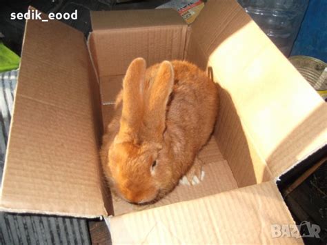 зайци в Други в гр. София - ID28108829 — Bazar.bg