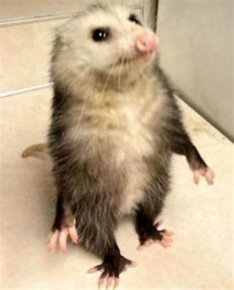Pin by magison on opossums in 2025 | Possum funny, Awesome possum