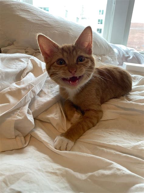 Vampire kitten : kittens