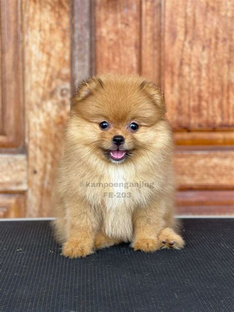 Pomeranian German Spitz - Category - Dog Society Kennel Bali