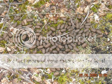 Scat Animated Gifs | Photobucket