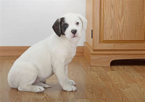 English Bulldog Mix With Lab