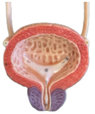 Bladder model Diagram | Quizlet