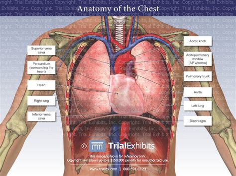 chest anatomy
