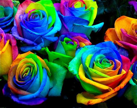 images beautiful rainbow roses