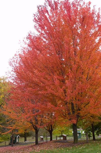 Autumn Blaze Maple - Eco Tree Company