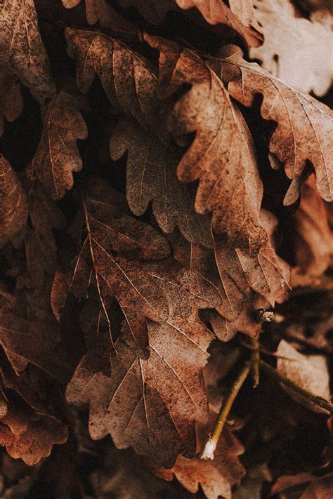 [100+] Rustic Fall Wallpapers | Wallpapers.com